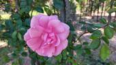Dolcezza rose photo