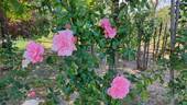 Dolcezza rose photo