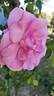 Dolcezza rose photo
