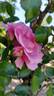 Dolcezza rose photo