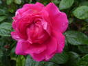 Anuschka rose photo