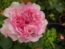 Mariatheresia rose photo