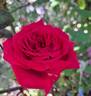 Botero rose photo