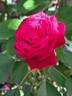 Botero rose photo