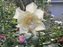 Madame Chiang Kai-shek rose photo
