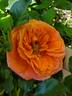 Adobe Sunrise™ rose photo