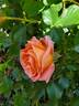 Adobe Sunrise™ rose photo