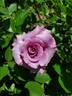 Sweetness ™ rose photo