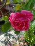 Madame Driout rose photo