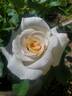 Secret's Out! rose photo