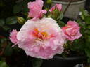 Country Girl rose photo