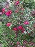 Scharlachglut rose photo