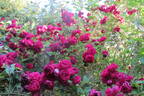 Geschwinds Schönste rose photo