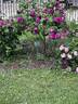 Roi des Pourpres rose photo