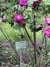 Roi des Pourpres rose photo