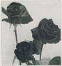 Barcelona rose photo