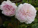 Silas Marner rose photo