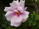 Orienta rose photo