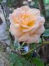 Bordure Nacrée ® rose photo