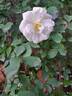 Diamant rose photo