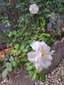 Diamant rose photo