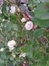 Swany ® rose photo