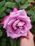 Paradise ™ rose photo