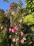 Seven Sisters rose photo
