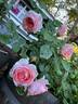 Emanuel ® rose photo