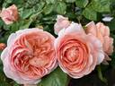 Emanuel ® rose photo
