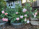 Emanuel ® rose photo