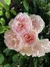 Cymbeline rose photo