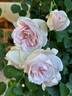 Cymbeline rose photo
