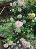 Cymbeline rose photo
