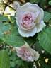 Cymbeline rose photo