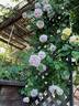 Cymbeline rose photo