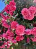 Rosarium Uetersen rose photo