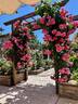 Rosarium Uetersen rose photo