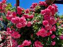 Rosarium Uetersen rose photo