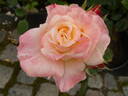 Holiday Island Fiji ® rose photo