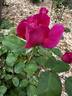 American Legacy rose photo