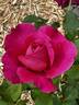 American Legacy rose photo