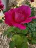 American Legacy rose photo
