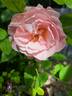 Porcelaine d'Orient rose photo