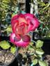 Apache Tears rose photo