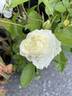 Edith Krause rose photo