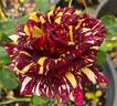 Abracadabra rose photo