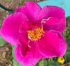 Gentle Annie rose photo