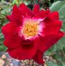 Priscilla Burton ® rose photo