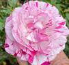 Show Your Stripes rose photo